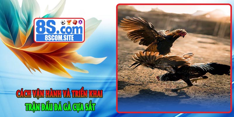 Cách vận hành và triển khai trận đấu Đá Gà Cựa Sắt