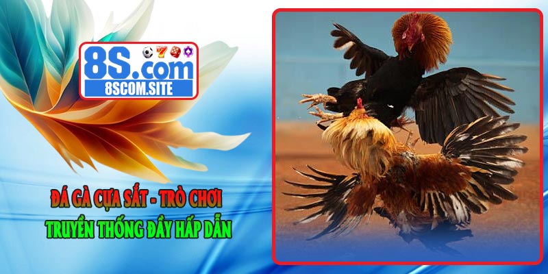 Đá Gà Cựa Sắt - Trò Chơi Truyền Thống Đầy Hấp Dẫn